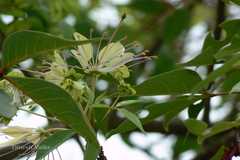 Crateva adansonii subsp. odora